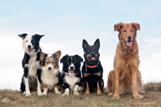 All-American Heroes- The Ultimate Training Partners