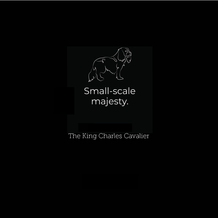 King Charles Cavalier
